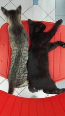 Muma (Black) &amp; Belang (Tabby) - Domestic Short Hair Cat