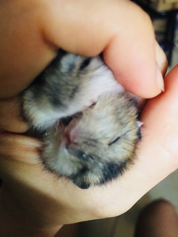 Hamster  - Common Hamster Hamster