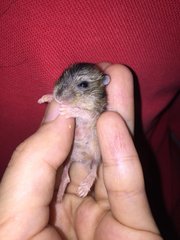 Hamster  - Common Hamster Hamster