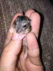 Hamster  - Common Hamster Hamster