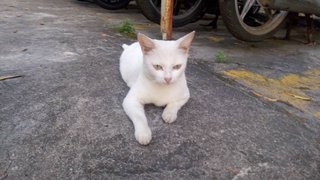 Mak Teh - Domestic Short Hair Cat