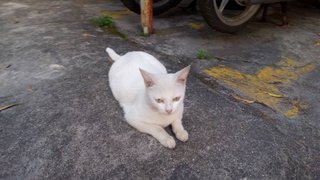 Mak Teh - Domestic Short Hair Cat