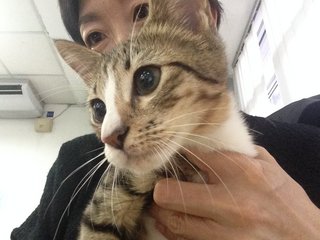 Rare 3-color Male Tabby (Free Neuter) - Domestic Short Hair Cat