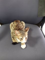 Rare 3-color Male Tabby (Free Neuter) - Domestic Short Hair Cat