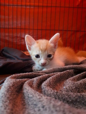 Two Kittens Mix Color Orange White - Domestic Short Hair Cat