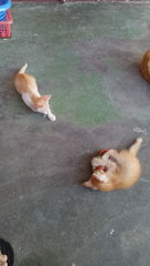 Two Kittens Mix Color Orange White - Domestic Short Hair Cat