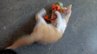 Two Kittens Mix Color Orange White - Domestic Short Hair Cat