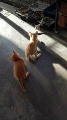 Two Kittens Mix Color Orange White - Domestic Short Hair Cat