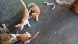 Two Kittens Mix Color Orange White - Domestic Short Hair Cat