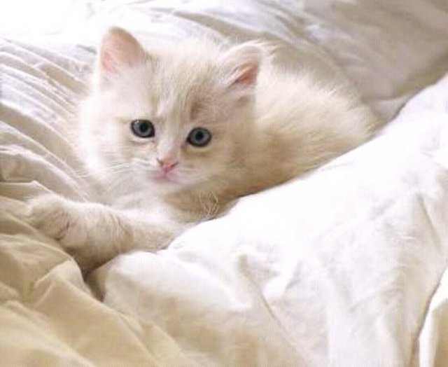 Marshmallow  - Domestic Medium Hair Cat