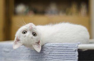 Marshmallow  - Domestic Medium Hair Cat