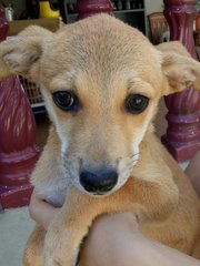 Doggie R24 - Mixed Breed Dog