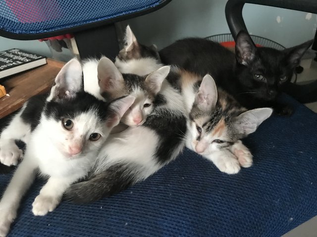 Mochi And Siblings - Domestic Short Hair + Calico Cat