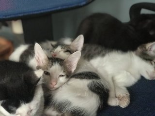 Mochi And Siblings - Domestic Short Hair + Calico Cat