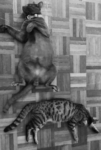 Mimi And Miaw Miaw (Both Available) - Tabby + Korat Cat