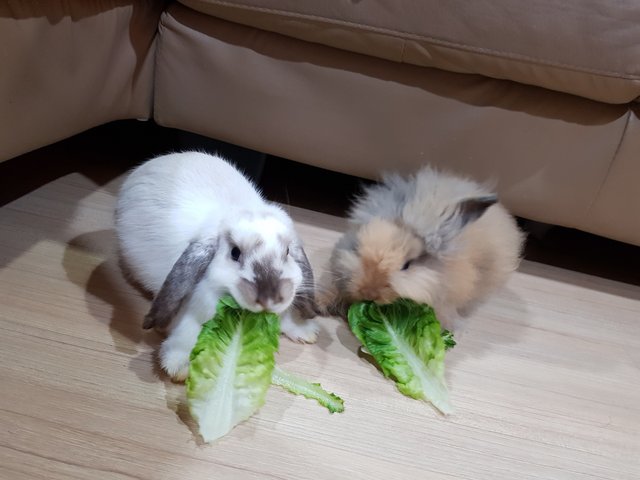 PF87498 - Angora Rabbit + Holland Lop Rabbit