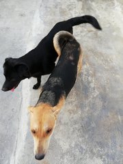 Blackie And Elsa - Mixed Breed Dog