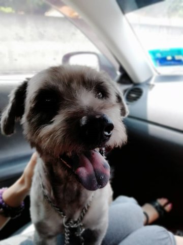 Ceprat  - Schnauzer Mix Dog