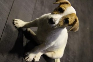 Shorty Breed Puppies-jack Russell Mix - Mixed Breed Dog