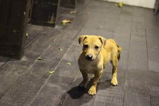 Shorty Breed Puppies-jack Russell Mix - Mixed Breed Dog