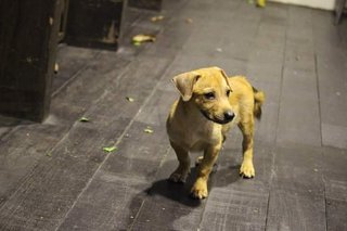 Shorty Breed Puppies-jack Russell Mix - Mixed Breed Dog