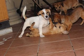 Shorty Breed Puppies-jack Russell Mix - Mixed Breed Dog