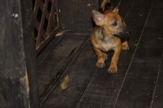 Shorty Breed Puppies-jack Russell Mix - Mixed Breed Dog