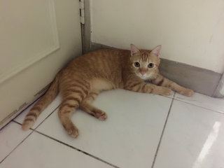 Neutering/spaying Cats - Domestic Long Hair Cat