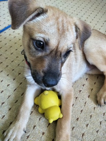 Brownie - Mixed Breed Dog