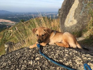 Brownie - Mixed Breed Dog