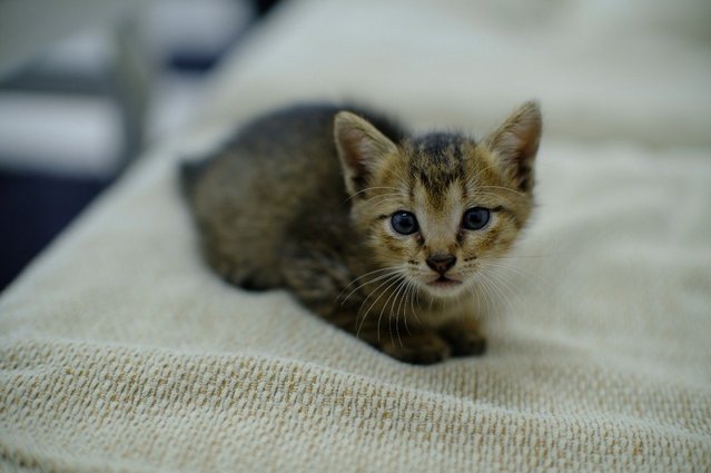 Little Moses - Domestic Short Hair Cat