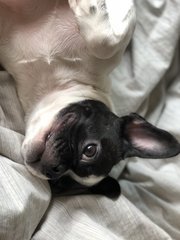 Laurent Atkinson-chan - French Bulldog Dog