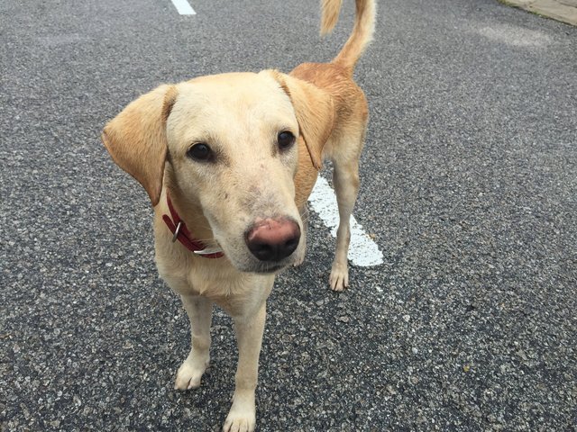 Prince - Mixed Breed Dog