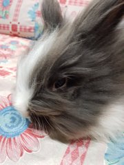 Momo - Angora Rabbit + Lionhead Rabbit