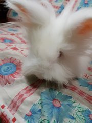 Cotton - Angora Rabbit Rabbit