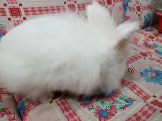 Cotton - Angora Rabbit Rabbit