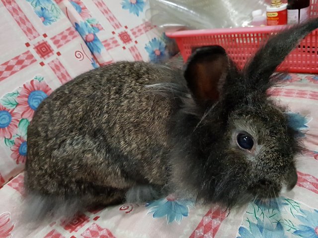 Pine - Lionhead Rabbit