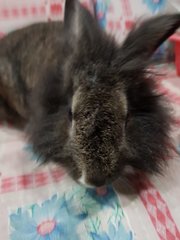 Pine - Lionhead Rabbit