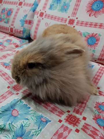 Hearts - Angora Rabbit Rabbit