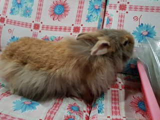 Hearts - Angora Rabbit Rabbit