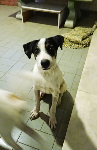 Po (B&amp;w Male) Jolie (Brown White Female) - Mixed Breed Dog