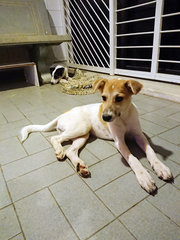 Po (B&amp;w Male) Jolie (Brown White Female) - Mixed Breed Dog