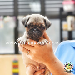 Quality Male Pug Pu6ppy  - Pug Dog