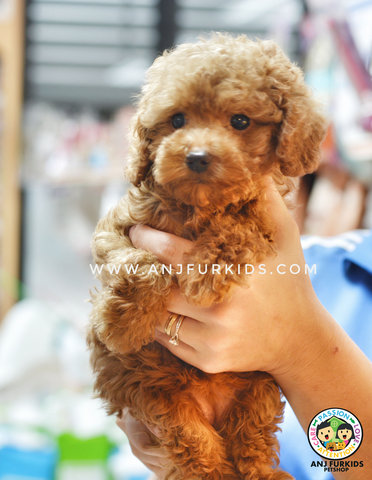 Adorable Brown Female Ti1ny Toy Poodle  - Poodle Dog