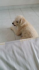 Siu Bak - Poodle Dog