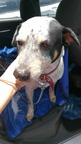 White - Bull Terrier Mix Dog