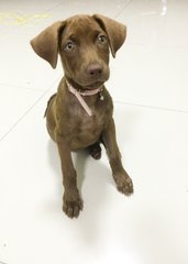 Baby Kayla Girl  - Mixed Breed Dog