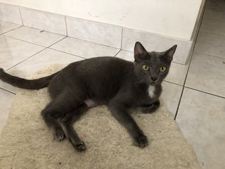 Blue Cat.  - Russian Blue + Domestic Short Hair Cat