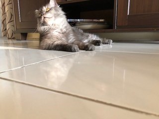 Grey - Maine Coon + Persian Cat