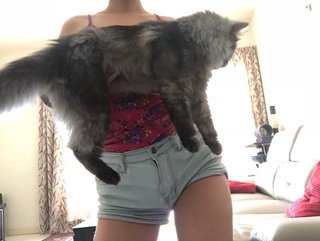 Grey - Maine Coon + Persian Cat